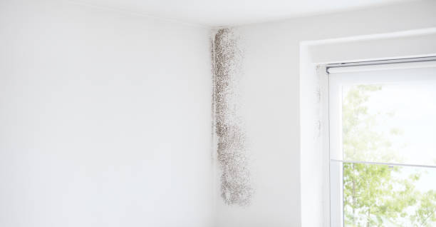 Mold Documentation for Insurance Claims in West Lafayette, IN