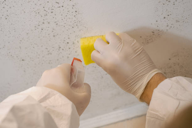 Best Mold Remediation for Healthcare Facilities  in West Lafayette, IN